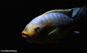Petrotilapia sp. 'yellow chin'